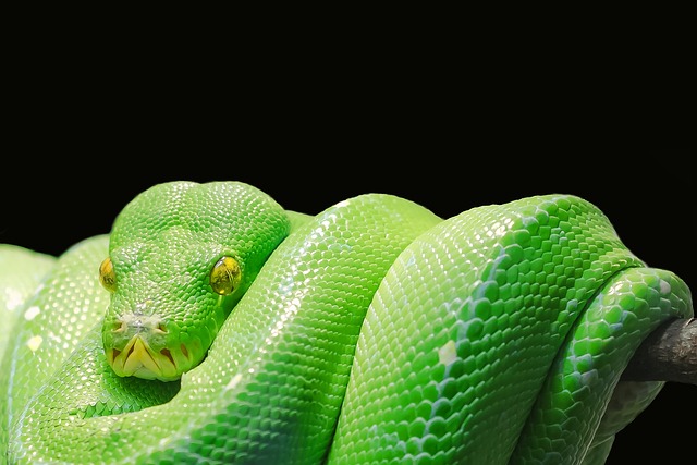 Kto korzysta z Pythona?