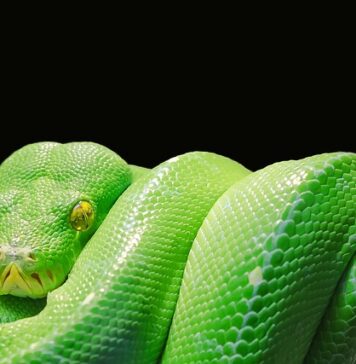 Ile czasu potrzeba aby nauczyć się Pythona?