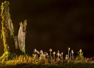 Jakie są rodzaje bankowości elektronicznej? Jakie są rodzaje bankowości elektronicznej?